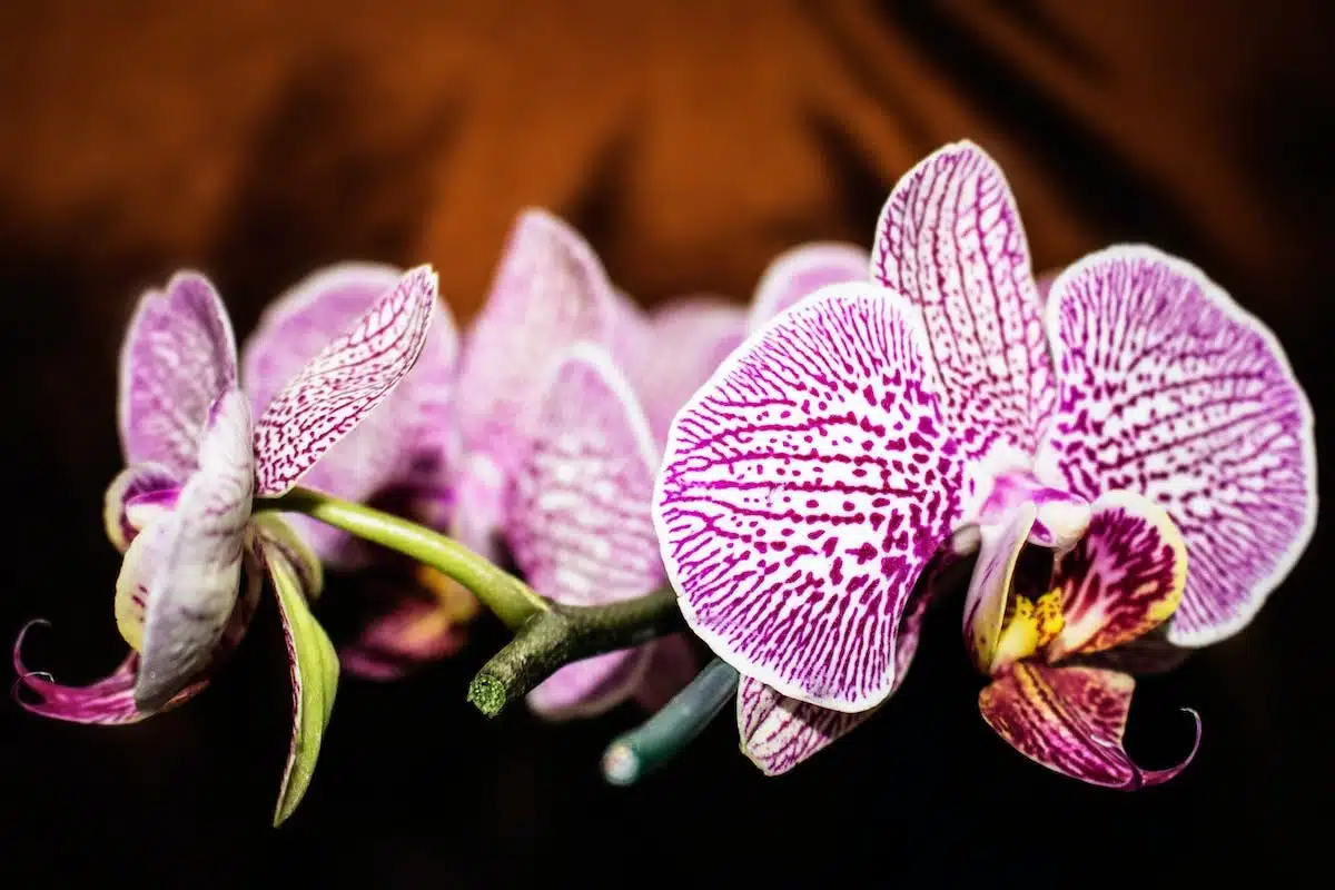 orchidée  floraison
